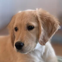 Shu-Shu The Golden Retriever headshot